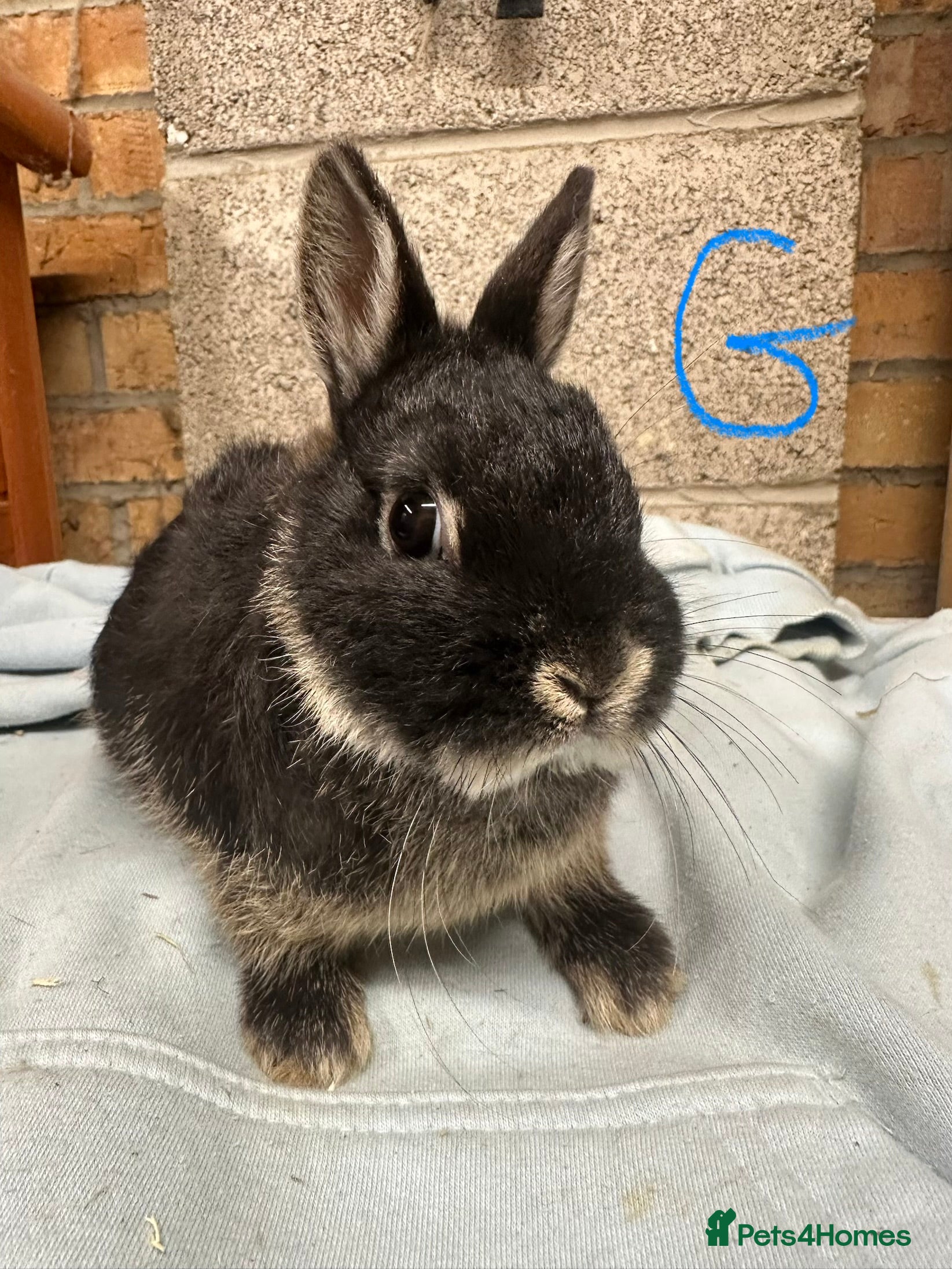 Netherland Dwarf rabbits Netherland Dwarf Rabbits for sale  - Advert 5