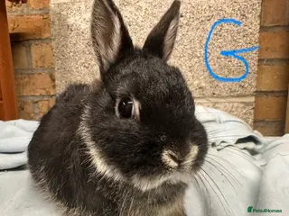 Netherland Dwarf rabbits Netherland Dwarf Rabbits for sale - Advert 15