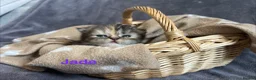 Persian cats for sale: Beautiful litter of Persian kittens, PKD Neg - Advert 16