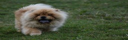 Chow Chow dogs for stud: Handsome Shaded Red Hungarian Import at stud - Advert 7