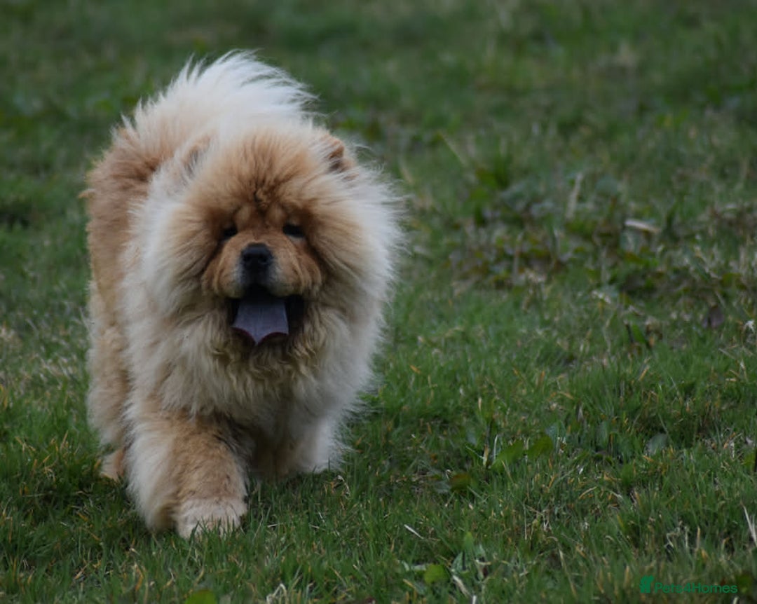 Chow Chow dogs for stud: Handsome Shaded Red Hungarian Import at stud - Advert 7