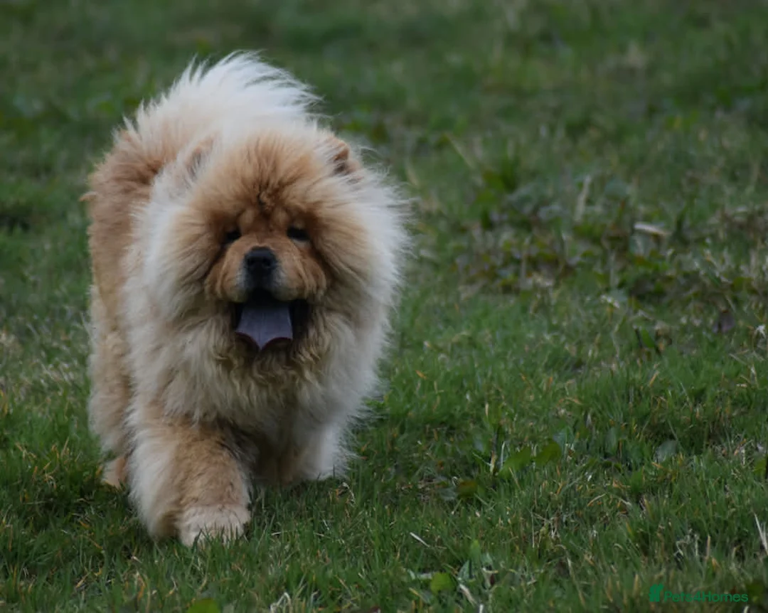 Chow Chow dogs for stud: Handsome Shaded Red Hungarian Import at stud - Advert 7