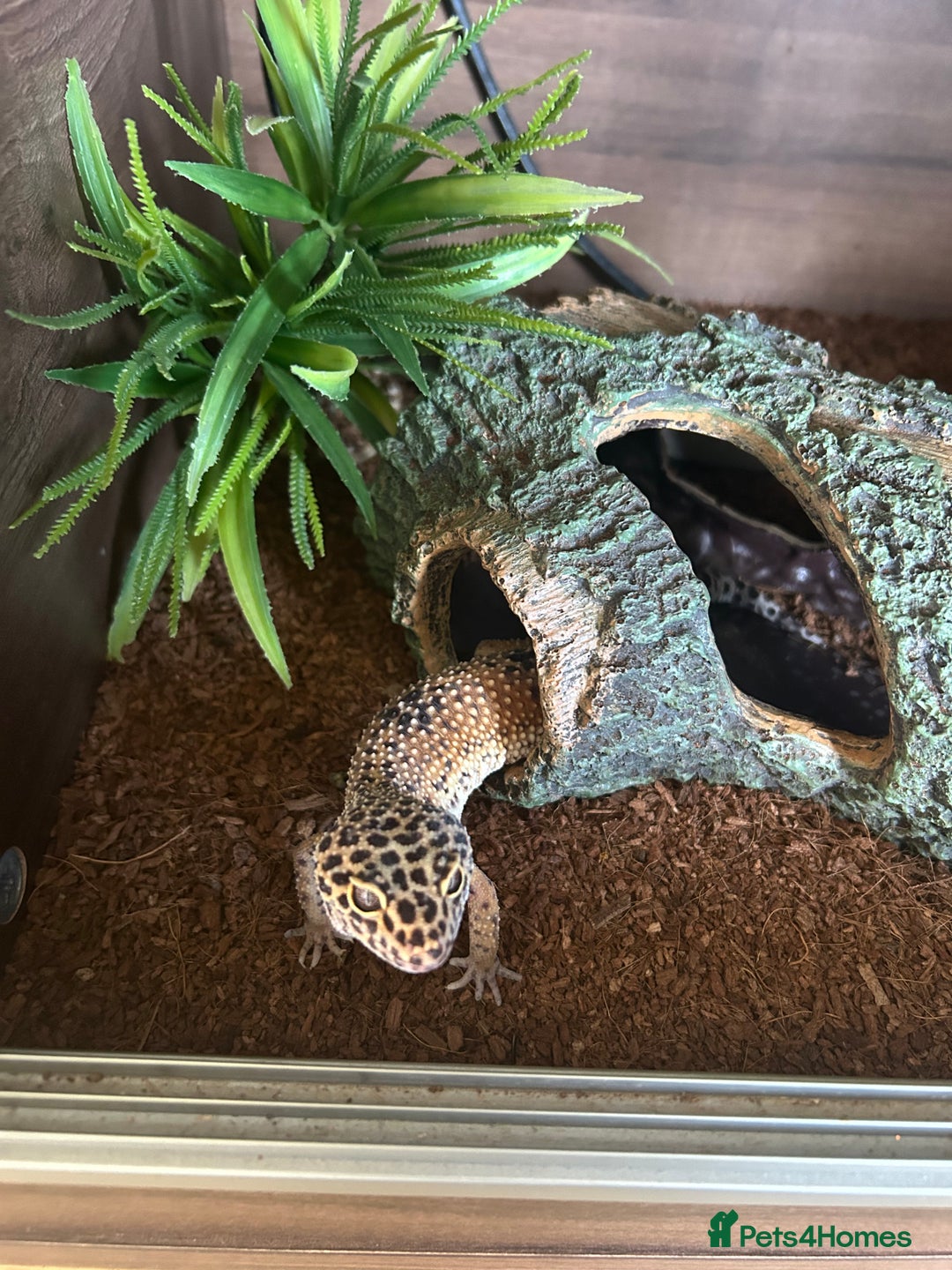 Leopard Gecko reptiles for sale: Leopard gecko and kit   - Image 2