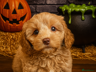 Australian Labradoodle dogs - Advert 1