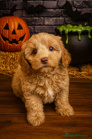 Australian Labradoodle dogs - Advert 1