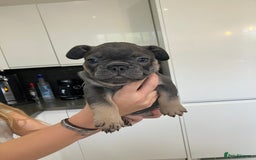 French Bulldog dogs for sale: French Bulldogs for sale - Image 4
