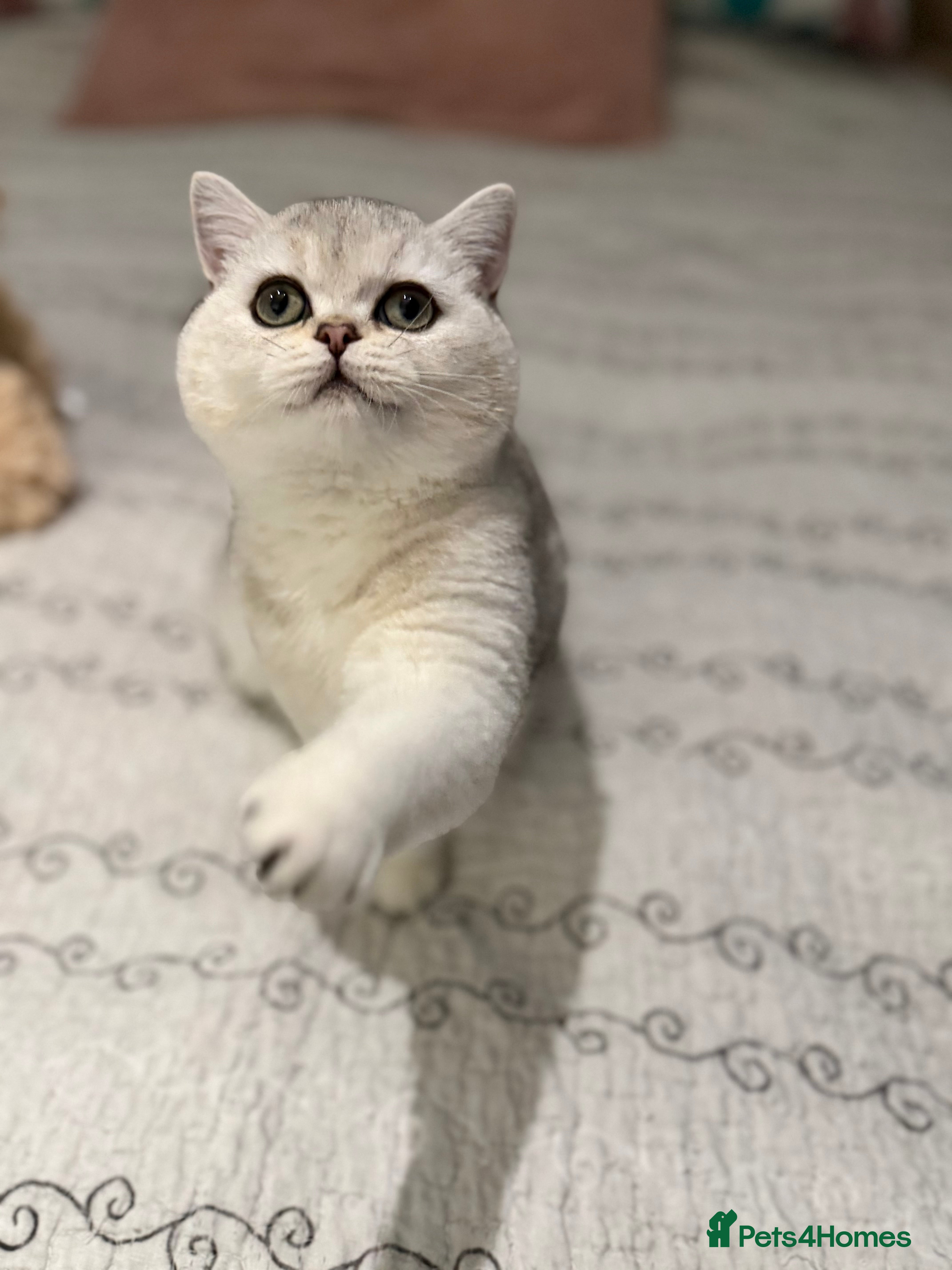 British Shorthair cats BSH🤍Pedigree 🐾GCCF🌟 - Advert 5