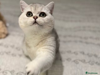 British Shorthair cats BSH🤍Pedigree 🐾GCCF🌟 - Advert 14