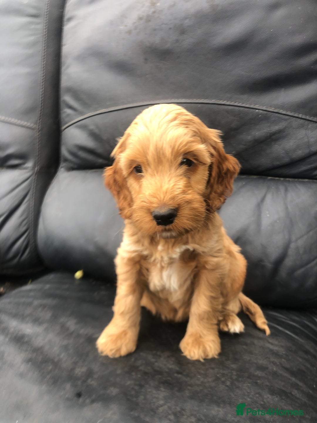 Cockapoo dogs for sale: F1 Cockapoo puppies  - Image 10
