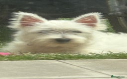 West Highland Terrier dogs for sale: west highland terrier  - Image 3