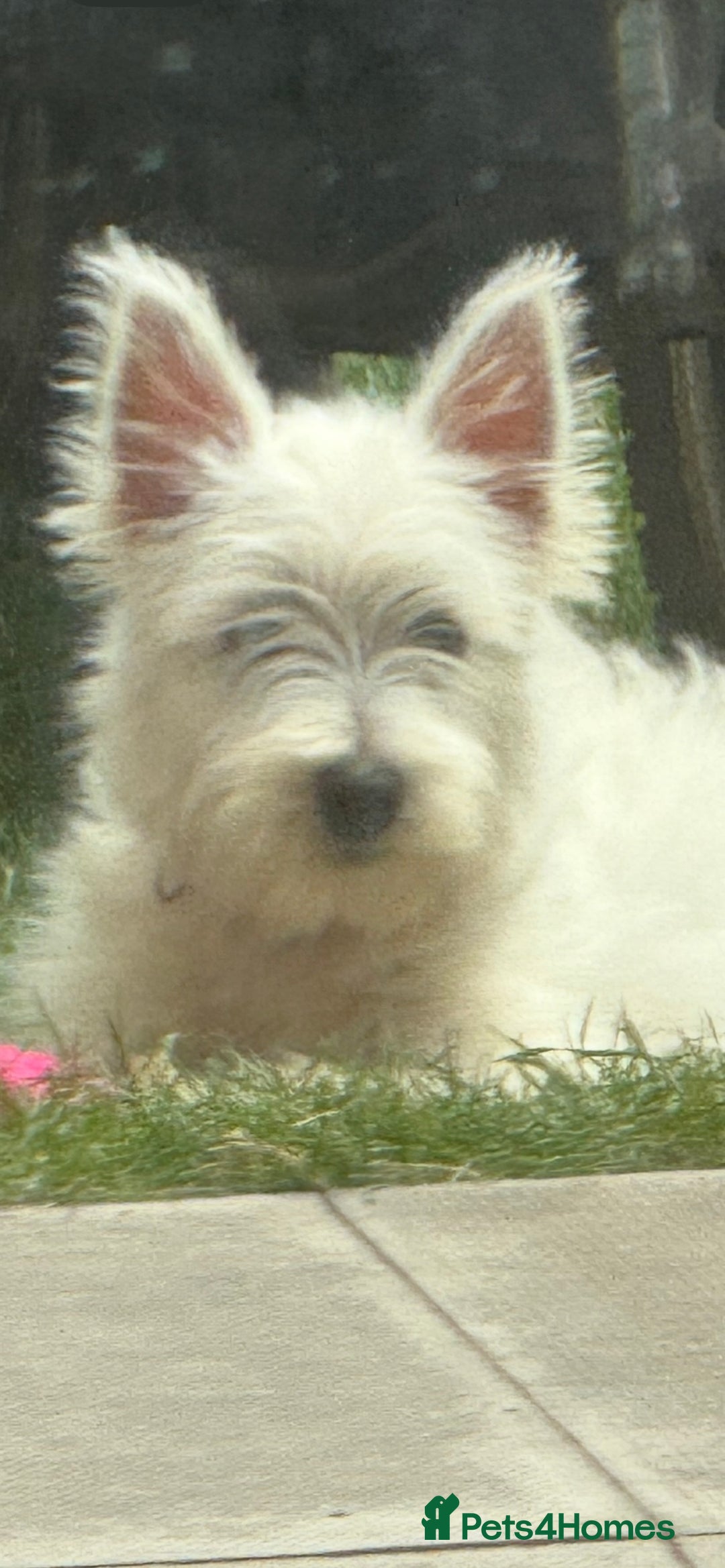 West Highland Terrier dogs for sale: west highland terrier  - Image 3