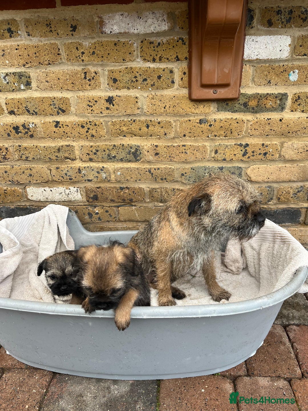 Border Terrier dogs for sale: Stunning border terries  - Advert 11