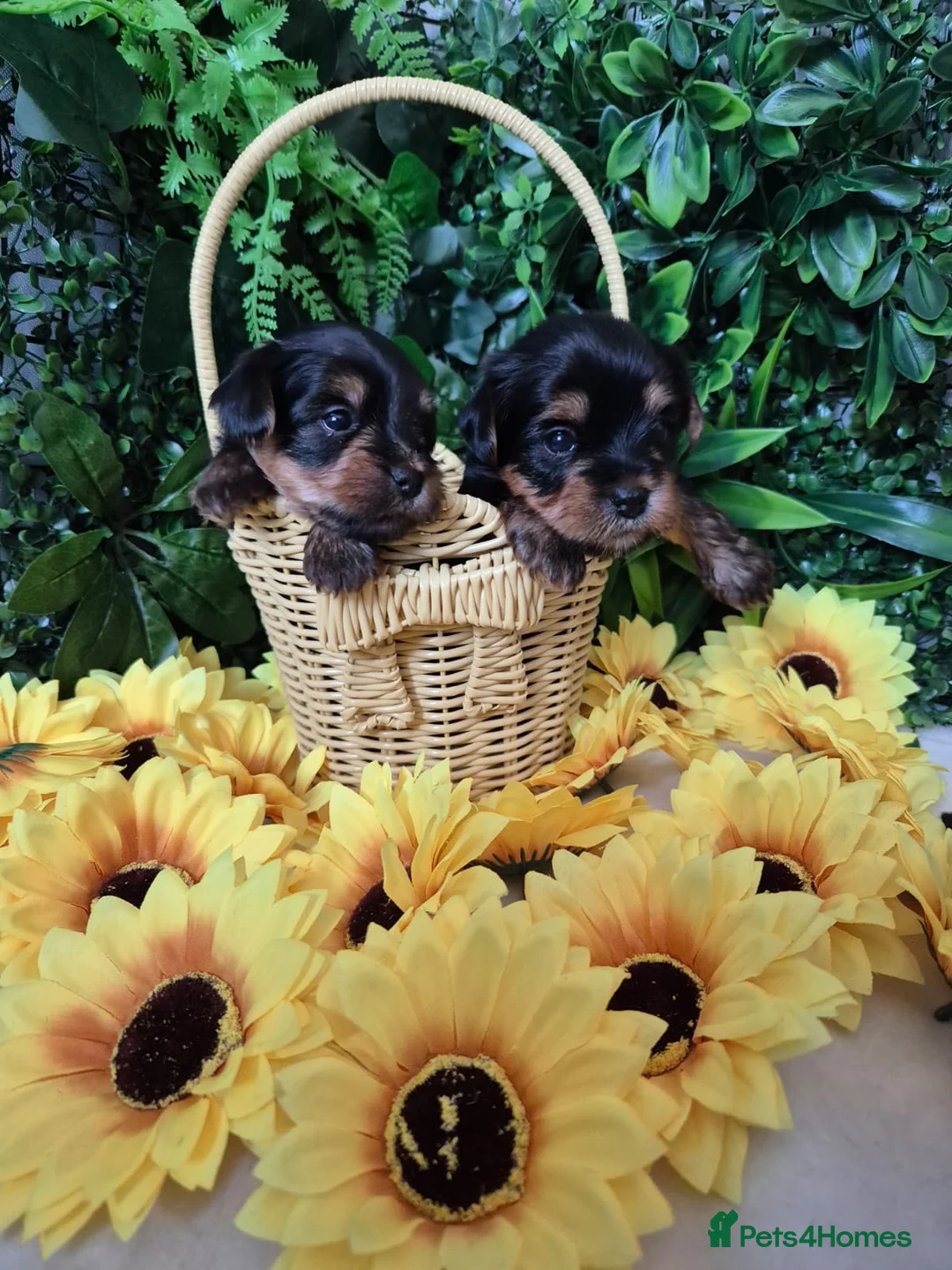 Yorkshire Terrier dogs for sale: Last Beautiful Yorkie Boy left!!! - Advert 2