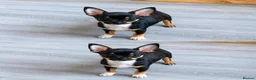 Chihuahua dogs for sale: Beautiful black tri smoothcoat male  - Advert 2