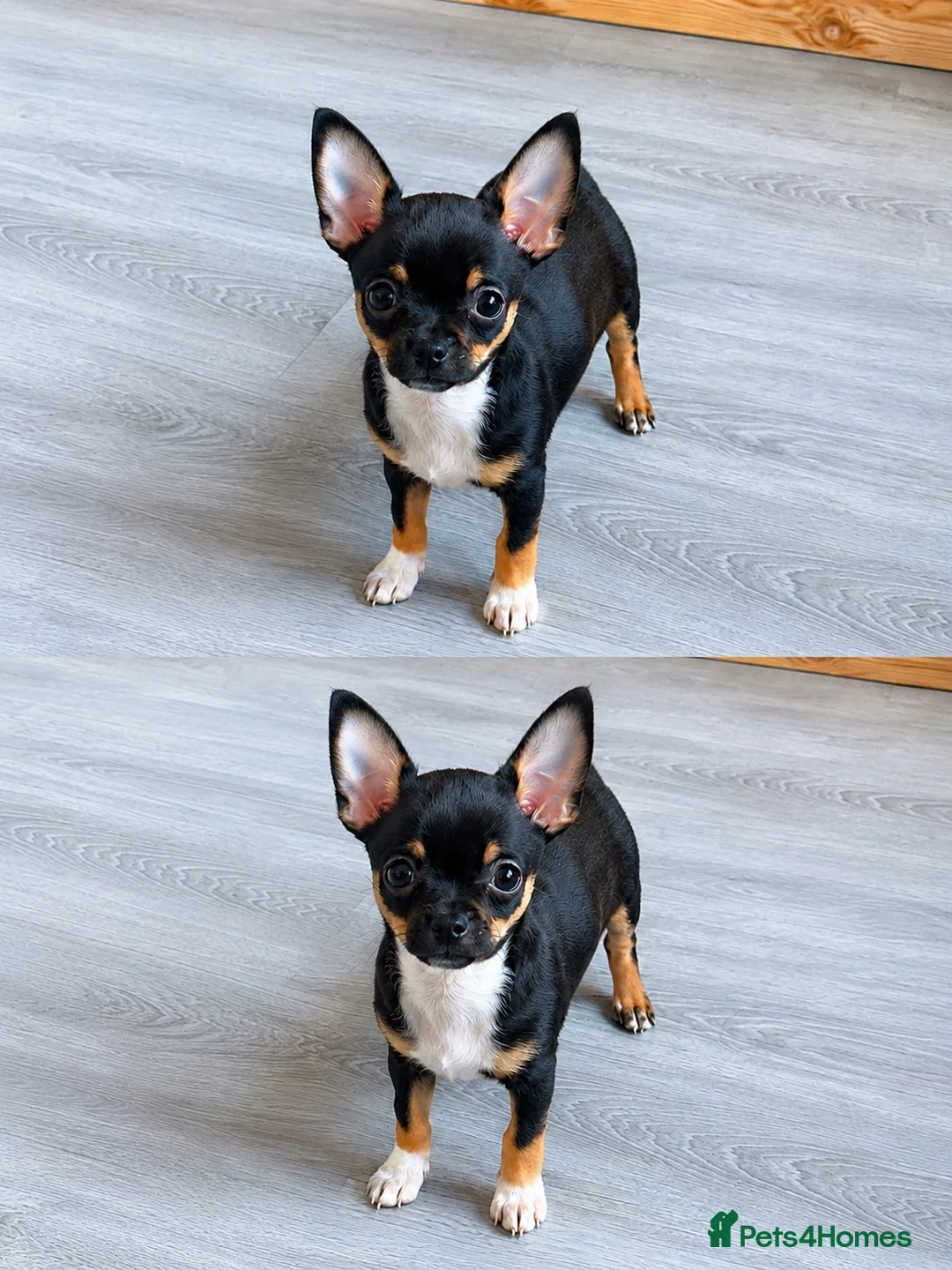 Chihuahua dogs for sale: Beautiful black tri smoothcoat male  - Advert 2