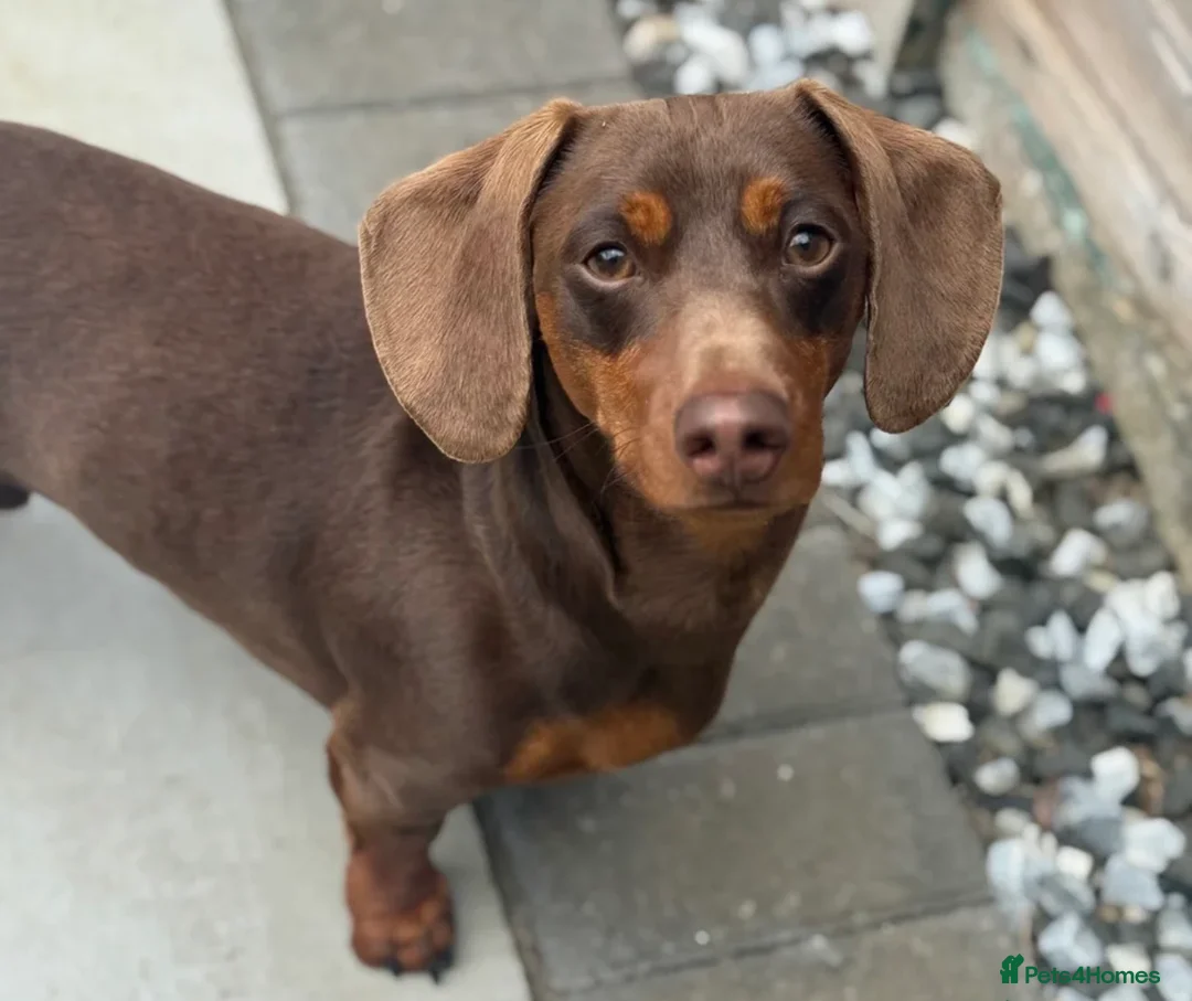 Miniature Dachshund dogs for sale: 🐾KC Reg Miniature Dachshund Puppies 2Boys 3Girls  - Advert 4