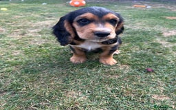 Cocker Spaniel dogs for sale: Stunning KC registered Working Cocker Spaniels  - Image 11