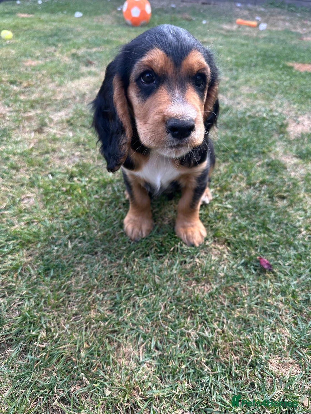 Cocker Spaniel dogs for sale: Stunning KC registered Working Cocker Spaniels  - Image 11