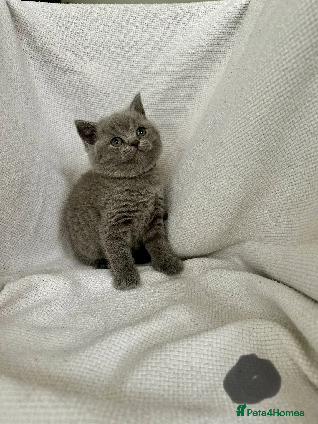 British Shorthair cats for sale: British shorthair kittens for sale  - Advert 6