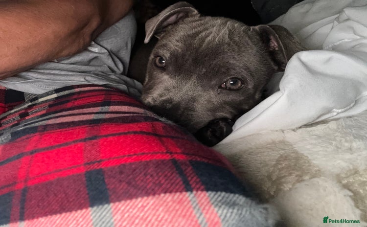 Staffordshire Bull Terrier dogs - Advert 2