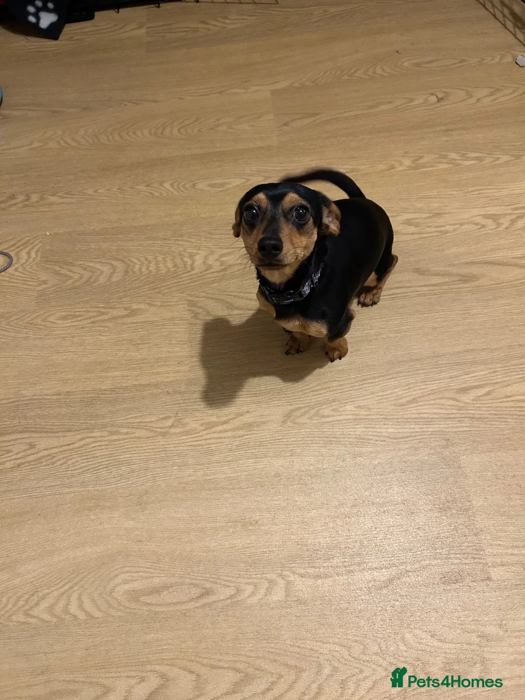 Mixed Breed dogs for sale: Dachshund/Yorkie Cross - 11 Months old in Newtown - Advert 2