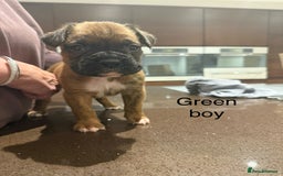 Boxer dogs for sale: Boxer Puppies  - Advert 21