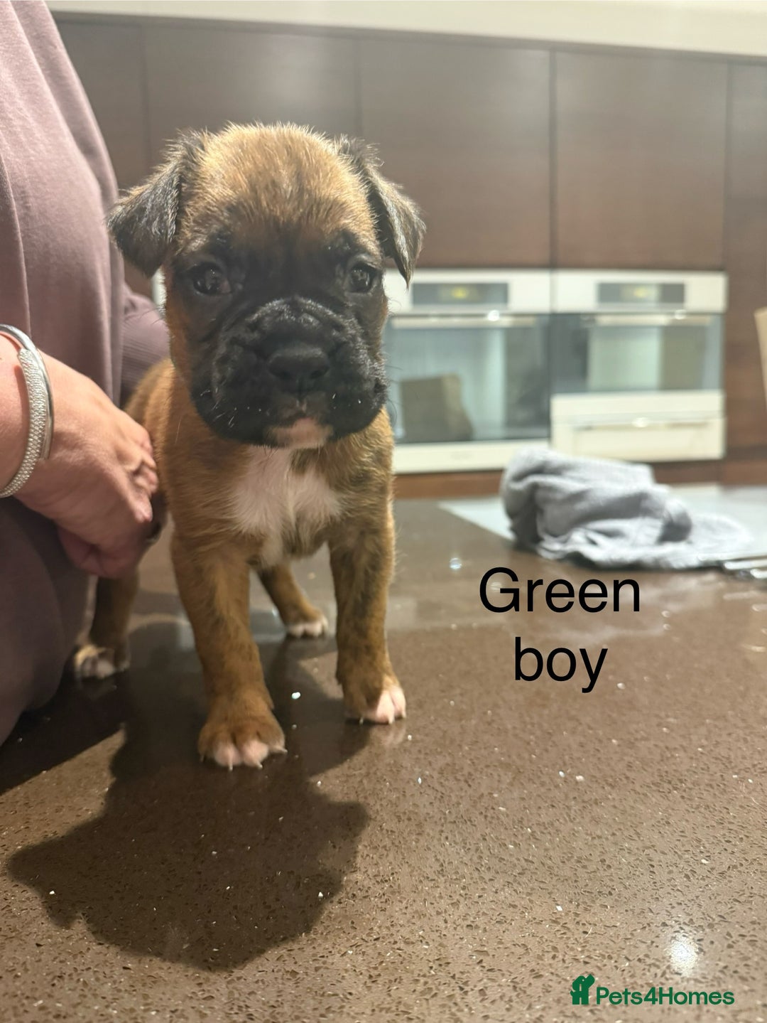 Boxer dogs for sale: Boxer Puppies  - Advert 21