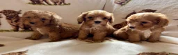 Cockapoo dogs for sale: F1 health clear cockapoo puppies  - Advert 31