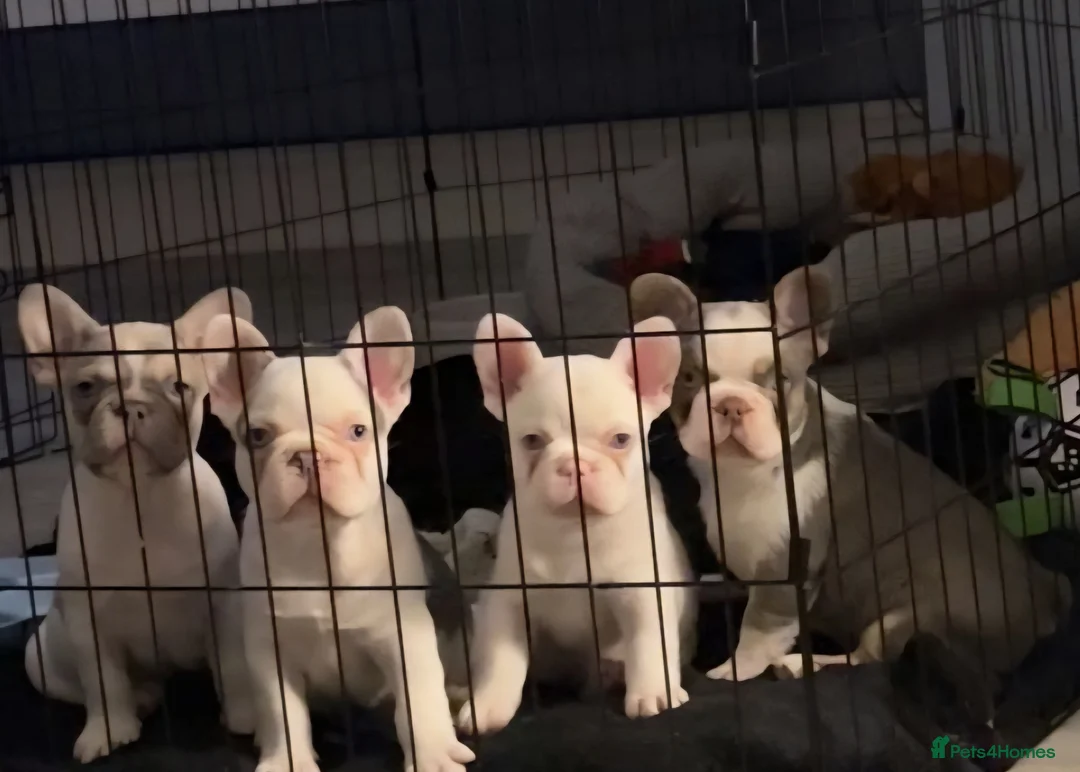 French Bulldog dogs for sale: Frenchie pups in Tilbury - Advert 7