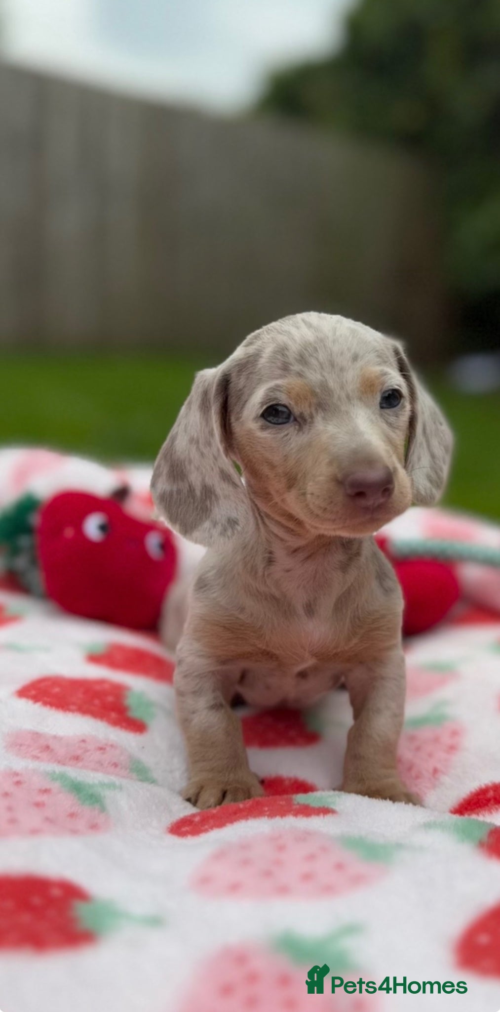 Miniature Dachshund dogs for sale: 🎀 READY NOW SHOW QUALITY KC REG MINIS 🎀 - Advert 1