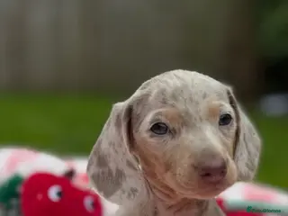 Miniature Dachshund dogs for sale: 🎀 READY NOW SHOW QUALITY KC REG MINIS 🎀 - Advert 1