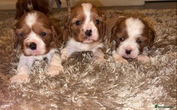 Cavalier King Charles Spaniel dogs for sale: Cavalier King Charles Puppies - Image 3