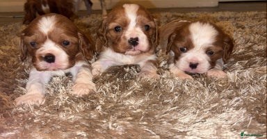 Cavalier King Charles Spaniel dogs - Advert 15