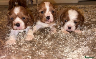 Cavalier King Charles Spaniel dogs - Advert 6