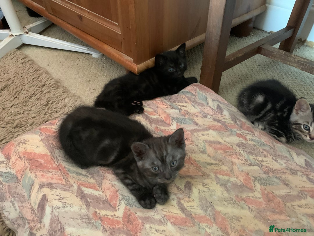 Burmese cats for sale: Burmese x British shorthair kittens  - Image 14