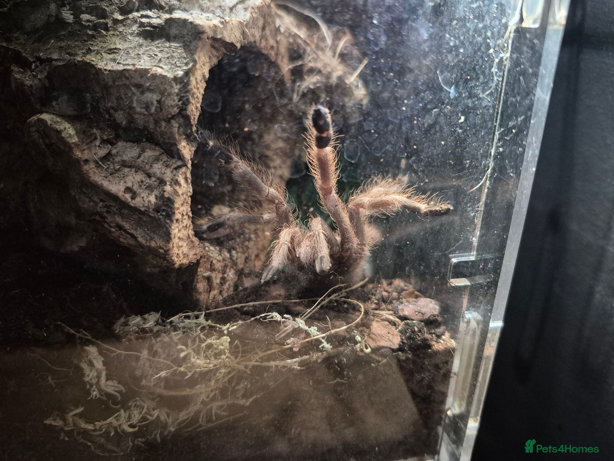 Spiders invertebrates Various tarantulas for sale - Advert 9
