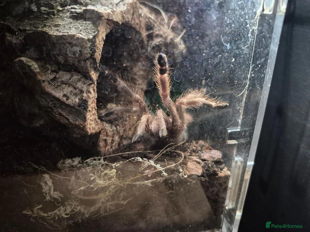 Spiders invertebrates for sale: Various tarantulas for sale - Advert 1