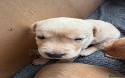 Labrador Retriever dogs for sale: Fox Labrador retriever puppies - Image 4