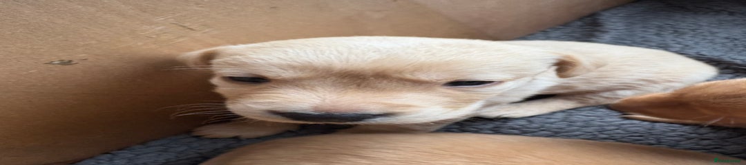 Labrador Retriever Puppy 2