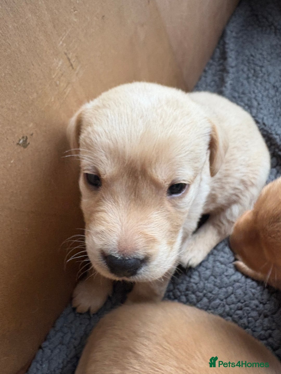 Labrador Retriever dogs for sale: Fox Labrador retriever puppies - Image 4