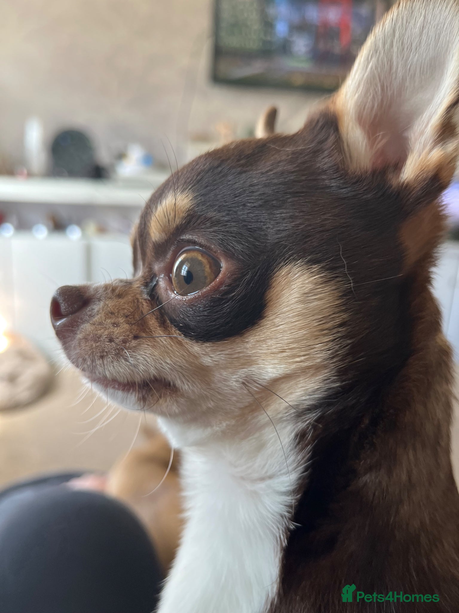 Chihuahua dogs Tiny and beautiful chihuahua for stud duties  - Advert 1