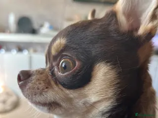 Chihuahua dogs Tiny and beautiful chihuahua for stud duties - Advert 2