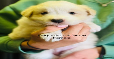 Border Collie dogs - Advert 13