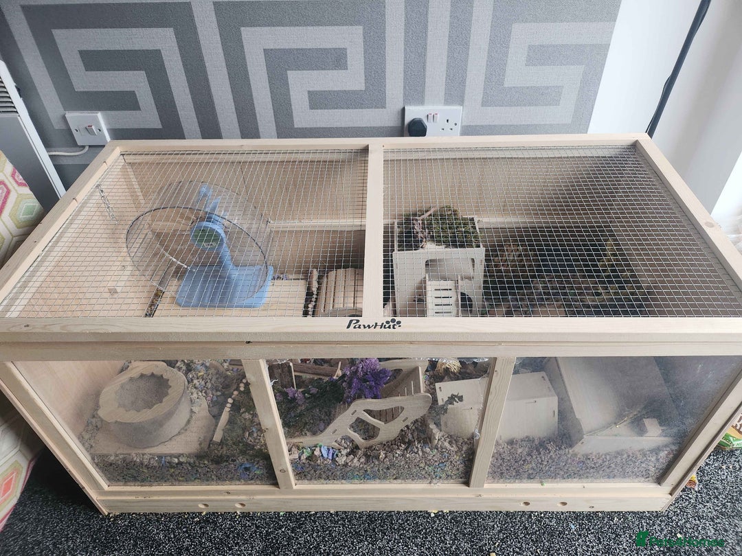 Hamster rodents for sale: Lovely Male Syrian Hamster for Sale with cage - Advert 4