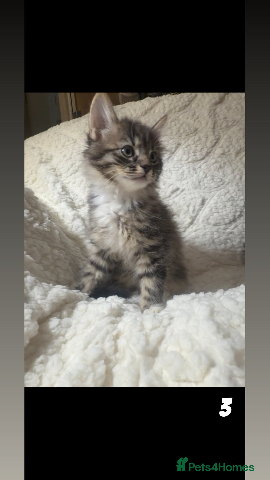 Mixed Breed cats for sale: Ragcoon X blue kittens  - Advert 3