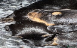Miniature Dachshund dogs for sale: Long haired miniature dachshund puppies  - Image 4