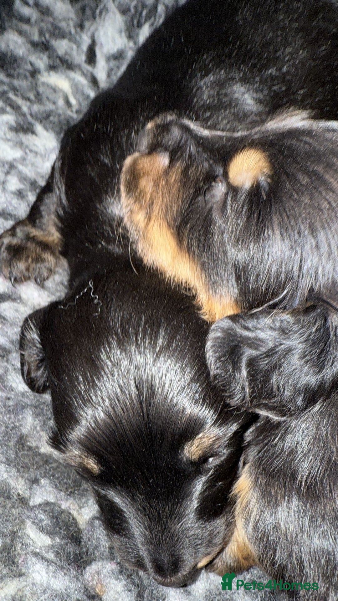 Miniature Dachshund dogs for sale: Long haired miniature dachshund puppies  - Image 4