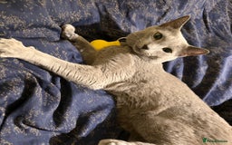 Russian Blue cats for sale: ***Gorgeous TICA Russian Blue Kittens*** - Image 3