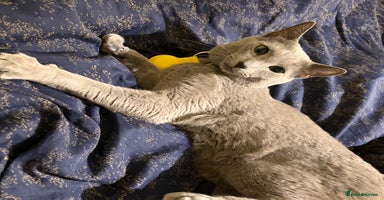 Russian Blue cats - Advert 8