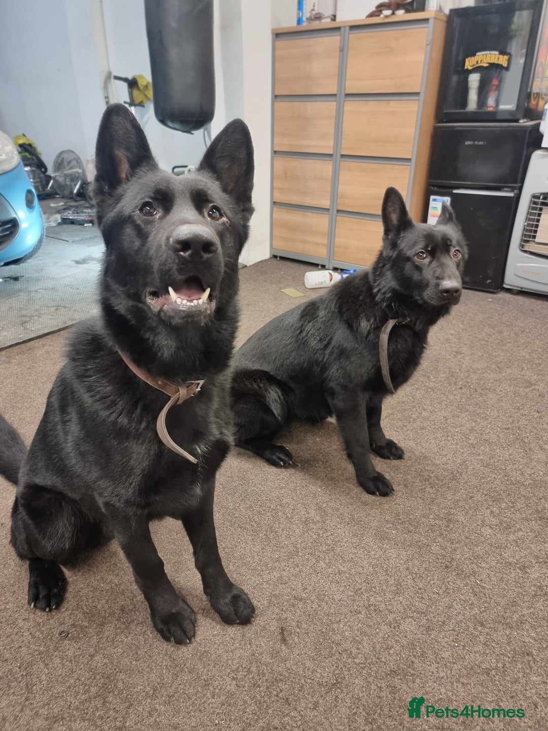 German Shepherd dogs for sale: *PROOF* 2 years old German shepard KC registered  - Image 4